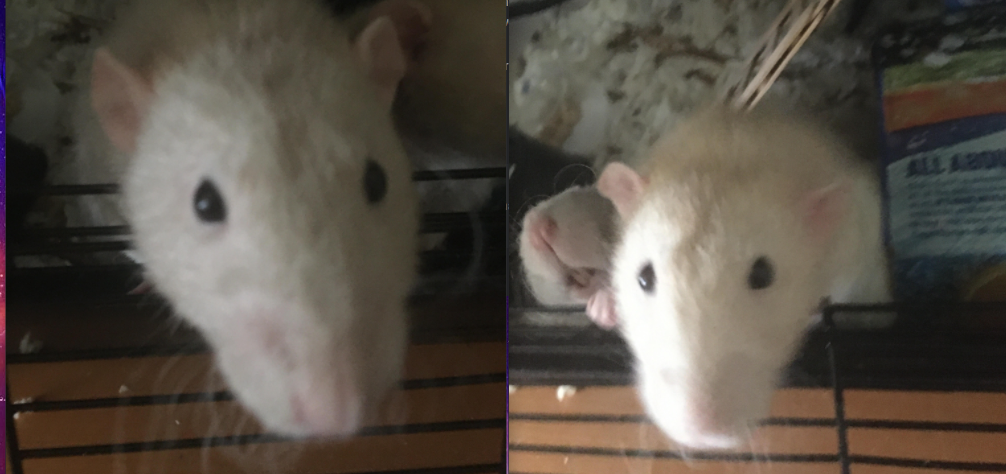 GiveSendGo - Help save two childrens pet rats: The Leader in Freedom ...