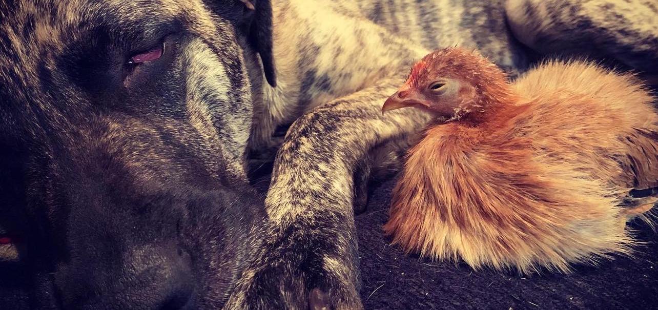 GiveSendGo Rescued Chickens in Alaska Need New Coop The 1 Free