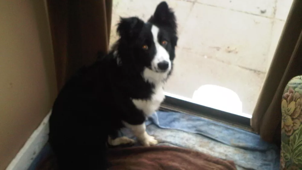 GiveSendGo Need help to get my dog fixed The Leader in Freedom