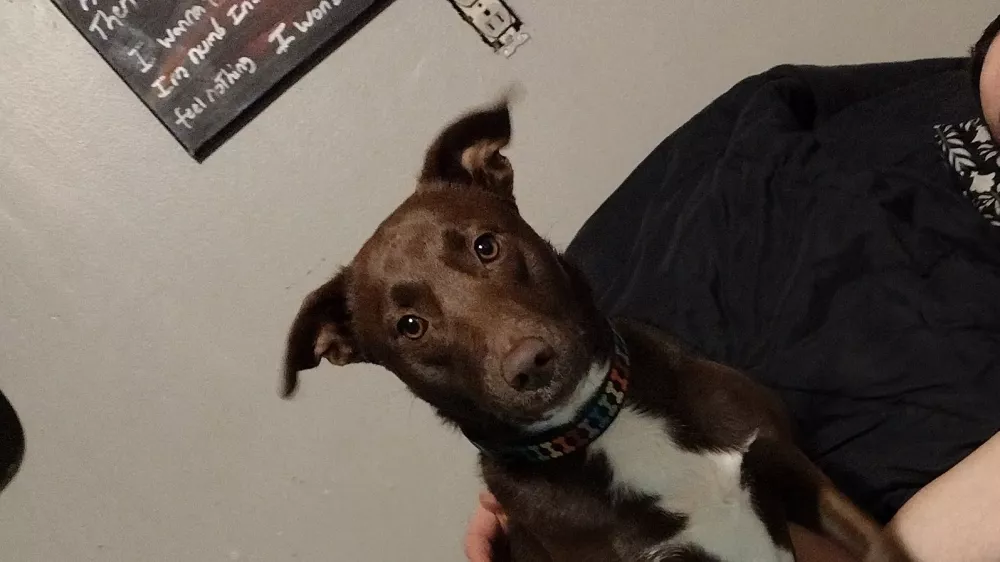 GiveSendGo Animal vet Bill The Leader in Freedom Fundraising.