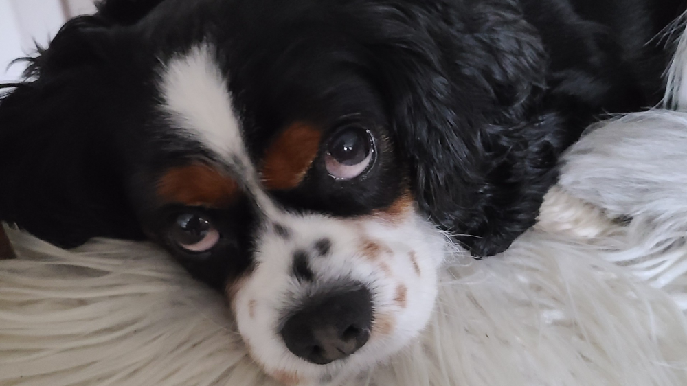 GiveSendGo Emergency Vet Bill The Leader in Freedom Fundraising.