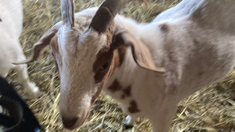 GiveSendGo Sunshine Acres Farm The Leader in Freedom Fundraising.