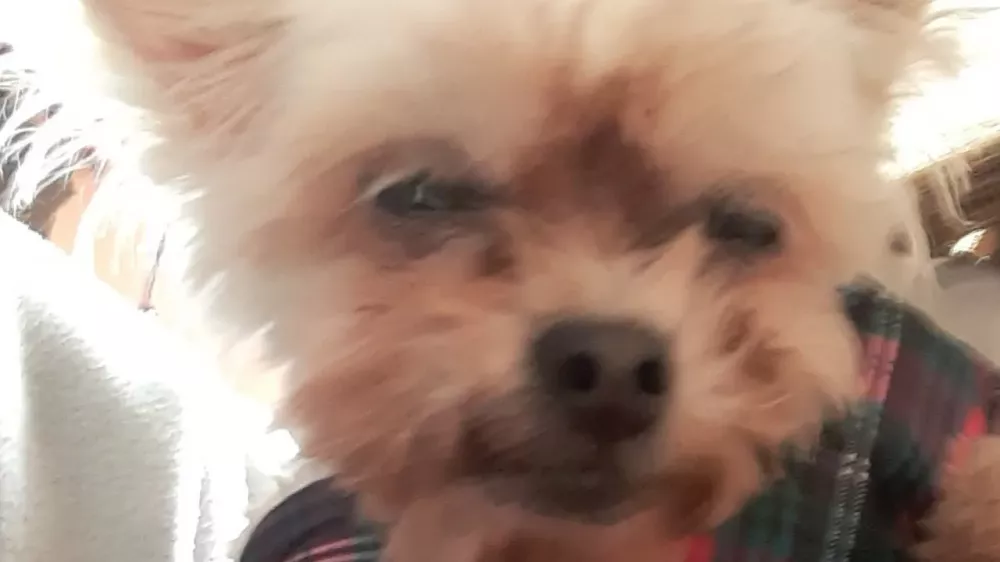 GiveSendGo Surgery For My Dog And Owed Rent To Stop Eviction The givesendgo-surgery-for-my-dog-and-owed-rent-to-stop-eviction-the