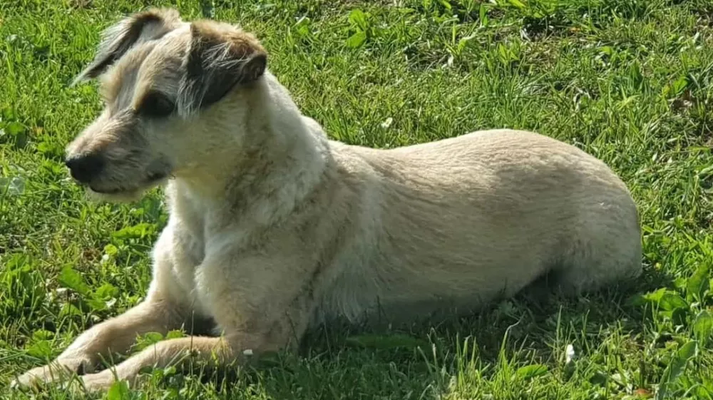 givesendgo-supporting-kiko-my-dog-with-cancer-the-leader-in-freedom