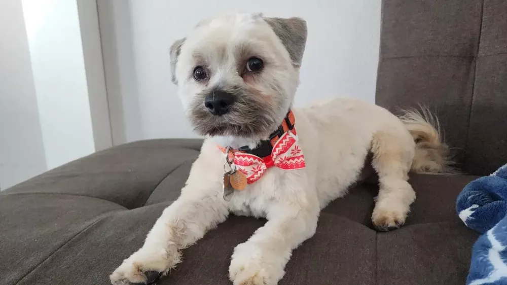 GiveSendGo Scout's Emergency Vet Bills The Leader in Freedom